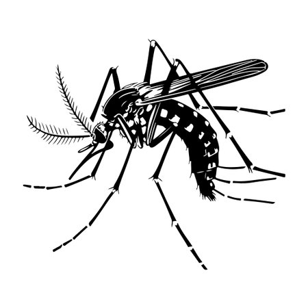 This black and white illustration of a mosquito showcases its intricate body parts and antennae, making it perfect for educational, scientific, or artistic purposes.のイラスト素材