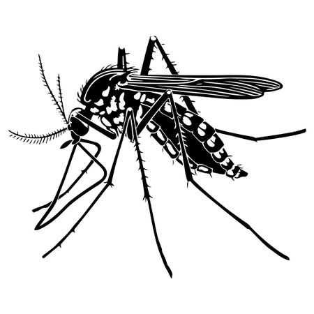This black and white illustration of a mosquito showcases its detailed features, ideal for educational purposes or insect-related projects. Perfect for wildlife studies.のイラスト素材