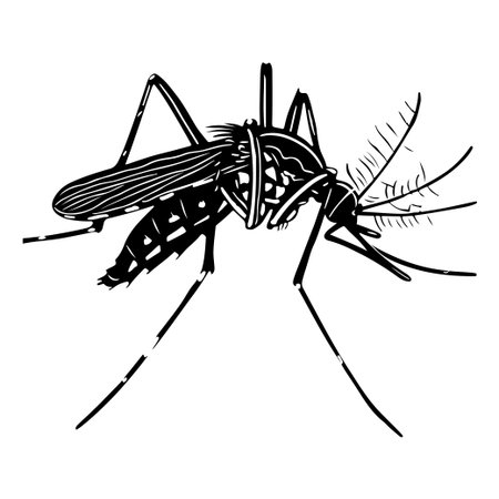 This black and white vector illustration of a mosquito features intricate line work, perfect for educational materials, health campaigns, and scientific presentations.のイラスト素材