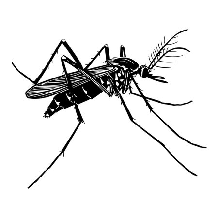 This black and white illustration of a mosquito provides a clear view ideal for educational purposes in biology and environmental science studies.のイラスト素材
