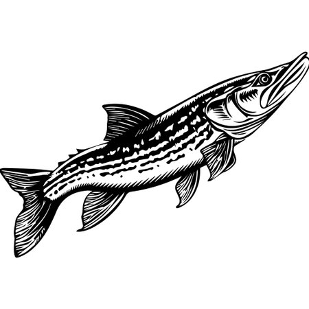 This black and white illustration showcases a detailed largemouth bass, featuring intricate stripes and gills, ideal for educational purposes and artistic projects.のイラスト素材