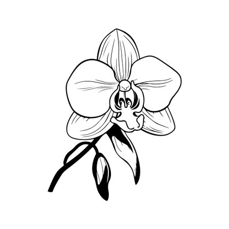 Captivating black and white illustration of an orchid showcasing intricate details in its petals and leaves, perfect for floral designs and botanical projects.のイラスト素材
