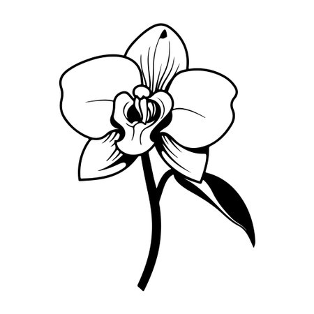 Beautiful black and white illustration of an orchid flower, showcasing intricate details in its petals and leaves, perfect for decor or botanical art needs.のイラスト素材
