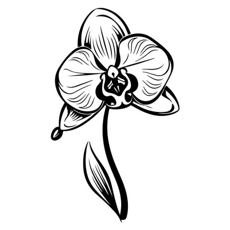 This elegant black and white illustration features a beautiful orchid flower with intricate details on its petals and leafy stem. Perfect for decorative designs.のイラスト素材