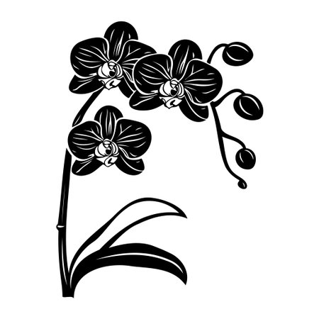 A beautiful black and white illustration of an orchid flower with elegant lines and shapes, ideal for nature lovers and those seeking minimalist decor.のイラスト素材