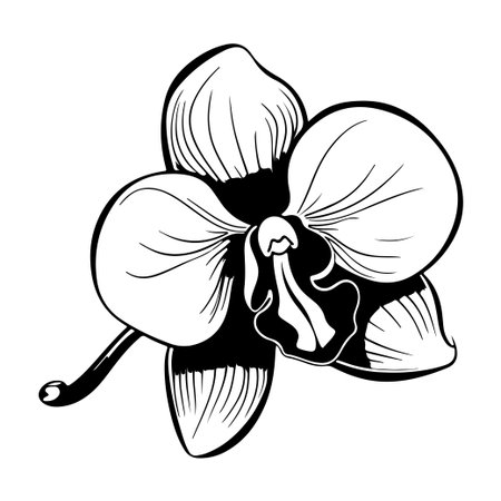 This elegant black and white illustration features a detailed orchid flower, perfect for artistic projects, botanical themes, and decorative graphic designs.のイラスト素材