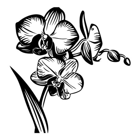 This elegant black and white illustration features an orchid flower, perfect for enhancing modern decor or artistic projects with a touch of floral beauty.のイラスト素材