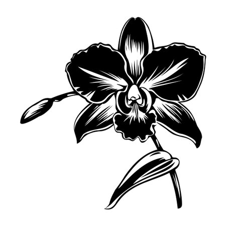 Captivating black and white illustration of an orchid flower showcasing intricate details and elegance. Ideal for nature-themed designs and artistic projects.のイラスト素材