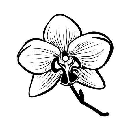 An elegant black and white line art depiction of an orchid flower showcasing intricate details of petals and stem, ideal for artistic and botanical themes.のイラスト素材