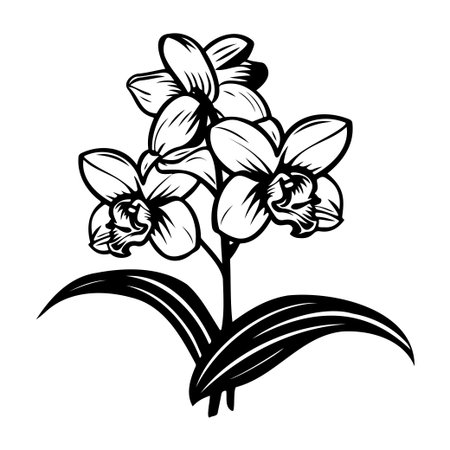 This elegant black and white illustration showcases a cluster of orchid flowers, capturing their beauty and intricate details, perfect for various artistic projects.のイラスト素材