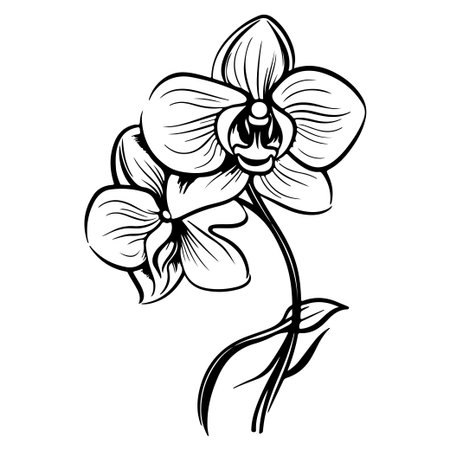 Captivating black and white illustration of an orchid flower, showcasing its graceful petals and elegant stems. Perfect for art enthusiasts and botanical themes.のイラスト素材