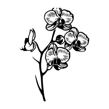 This stunning black and white illustration captures the elegance of orchid flowers, perfect for artistic projects and botanical decor in any aesthetic space.のイラスト素材