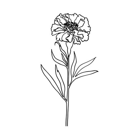 This elegant black and white line drawing of a marigold flower showcases intricate petal and leaf details, perfect for art projects or botanical themes.のイラスト素材