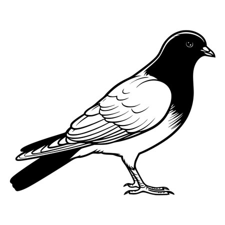 This intricate black and white line art illustration showcases a simple yet elegant bird design, perfect for projects focused on nature and wildlife themes.のイラスト素材