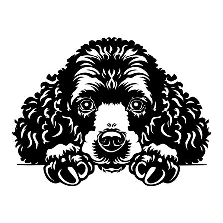 This charming black and white illustration features a cute poodle with curly fur, gazing up with big eyes, perfect for pet lovers and design enthusiasts.のイラスト素材