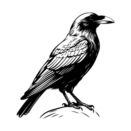 This black and white illustration of a raven perching on a rock captures the elegance and mystery of this striking bird, perfect for artistic themes.のイラスト素材