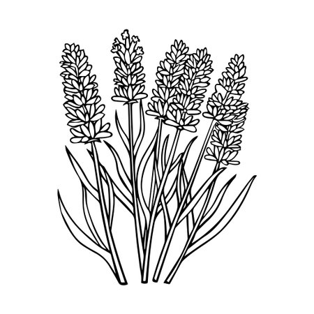 This hand-drawn illustration features elegant lavender flowers with delicate leaves, perfect for adding a touch of nature to various design projects.のイラスト素材