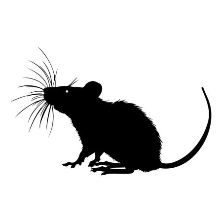 This image features a silhouette of a rat with detailed whiskers, perfect for use in educational materials, art projects, and illustrations.のイラスト素材