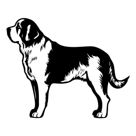 This artwork features a beautifully detailed black and white illustration of a St. Bernard dog in a side view. Perfect for pet lovers.のイラスト素材