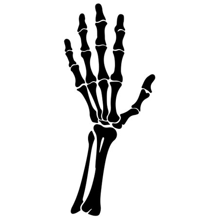 This detailed black and white illustration of a human hand skeleton provides a clear view of bones for educational and anatomical study purposes.のイラスト素材