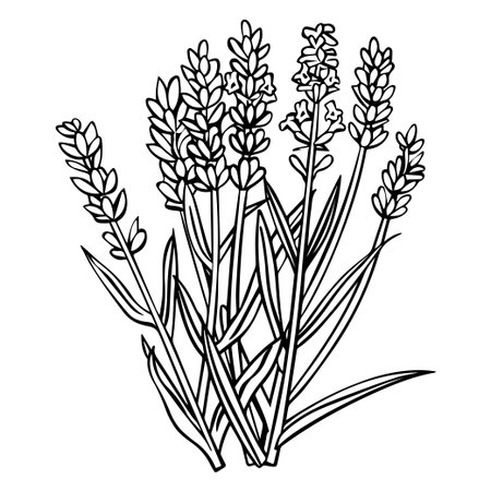 This hand-drawn illustration showcases a beautiful lavender bouquet, emphasizing its delicate flowers and slender leaves, ideal for decor and wellness.のイラスト素材