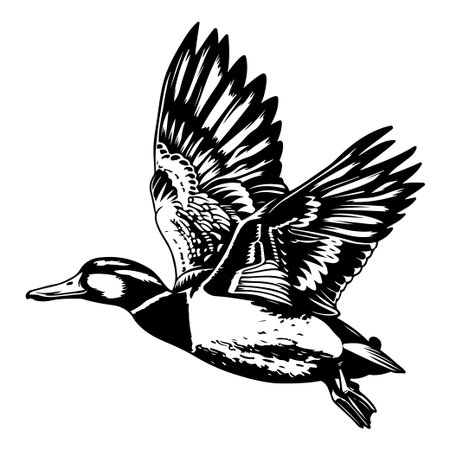 An artistic black and white illustration of a duck soaring in flight, showcasing its detailed feathers and dynamic pose, perfect for nature lovers.のイラスト素材