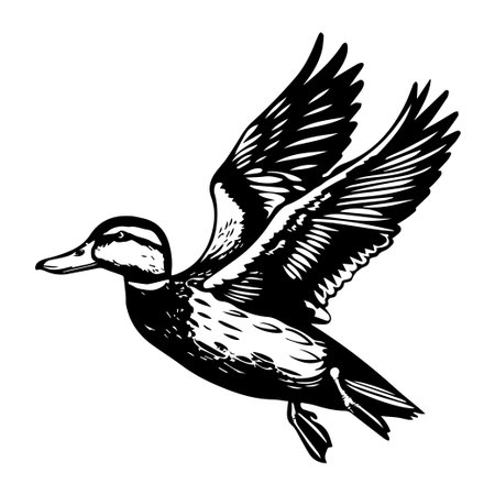 This black and white illustration captures the majestic beauty of a duck in flight, showcasing its detailed features and elegant form. Perfect for nature themes.のイラスト素材