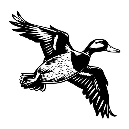 This artistic black and white illustration showcases a flying duck with elegantly outstretched wings, capturing the essence of nature and wildlife in motion.のイラスト素材