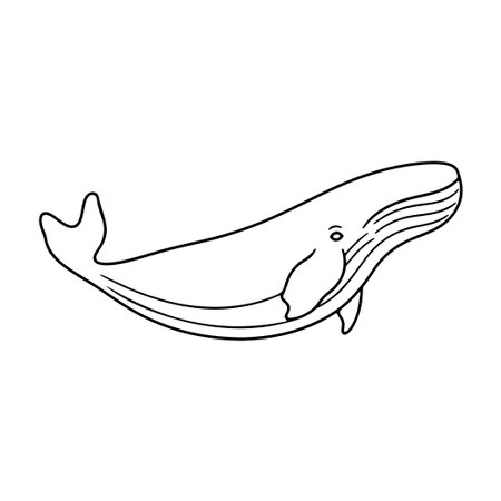 A stunning line art illustration of a whale gliding elegantly through the ocean. This artwork captures the serene beauty of marine life.のイラスト素材