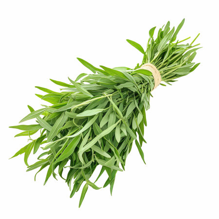 Bunch of fresh tarragon leaves isolated on white background.の写真素材