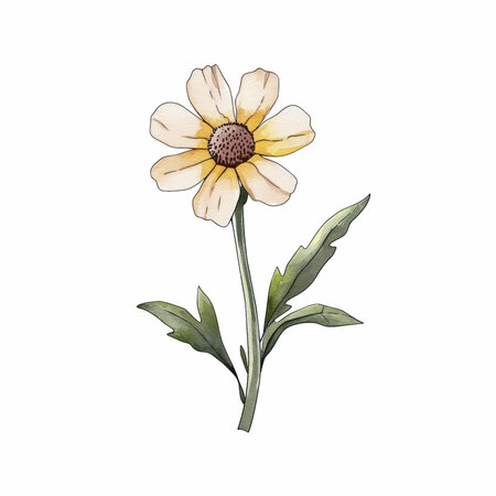 Chamomile isolated on white background. Watercolor hand drawn illustrationの写真素材