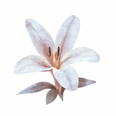White lily flower isolated on white background. Watercolor illustration.の写真素材