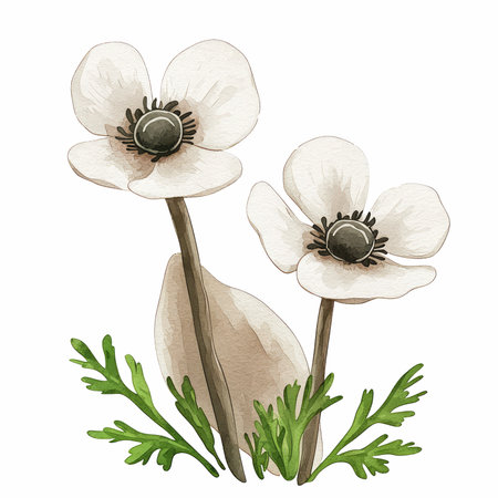 Watercolor illustration of anemone flowers on a white background.の写真素材