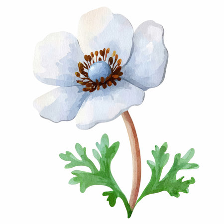Watercolor illustration of anemone flower on a white background.の写真素材