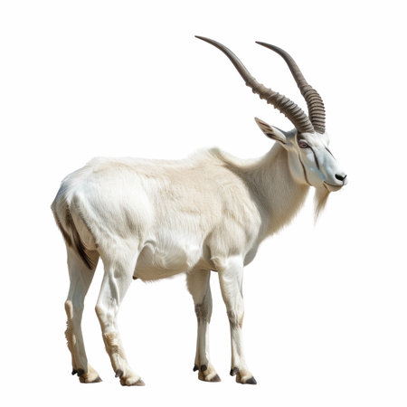 White antelope isolated on white background with clipping path. Side view.の写真素材