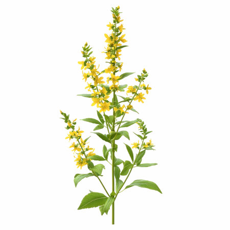 Yellow loosestrife flowers isolated on a white background. Clipping pathの写真素材