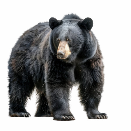 Black bear isolated on white background. Side view. 3D illustration.の写真素材
