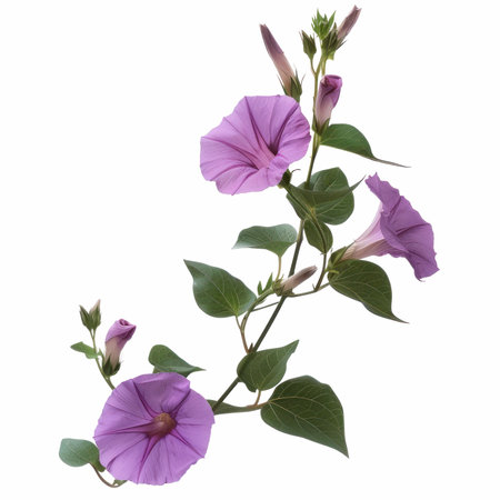 Purple bindweed flowers isolated on a white background cutout.