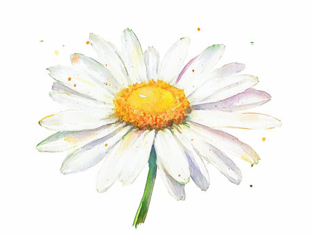 Watercolor daisy flower isolated on white background. Hand drawn illustrationの写真素材