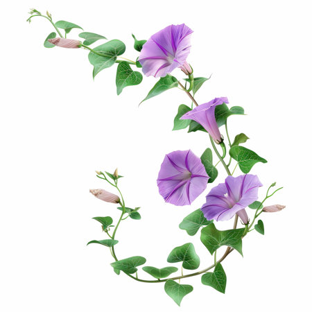 Morning Glory flowers isolated on white background. File contains clipping path.