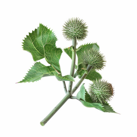 Burdock flowers with green leaves isolated on white background. Medicinal plantの写真素材
