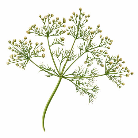 Dill. Isolated on white background. Vector illustration. Eps 10.の写真素材