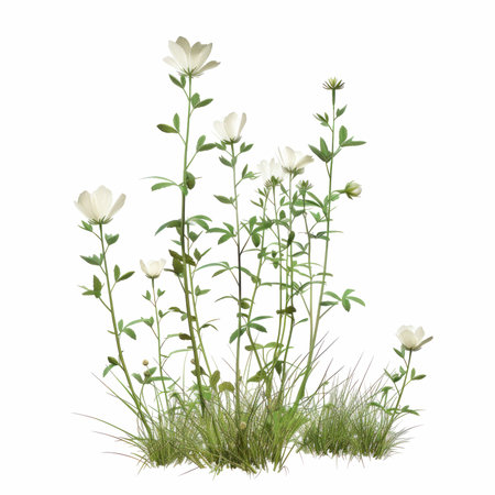3D digital render of a wildflowers isolated on white backgroundの写真素材