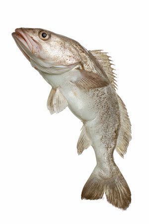 This stock photo depicts a cod fish with a smooth surface and clear details, perfect for showcasing...