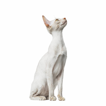 Sphynx cat isolated on white background. Side view.