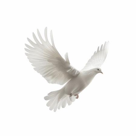 White dove isolated on a white background. Clipping path included.の写真素材