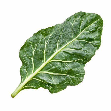 close up of  a chard leaf on white background with clipping pathの写真素材