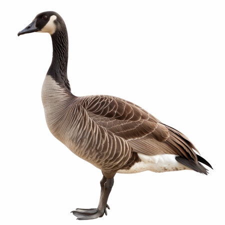 Portrait of a Canada Goose (Branta canadensis) isolated on white backgroundの写真素材