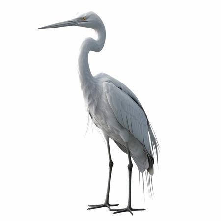 White Egret isolated on white background. 3D illustration, clipping pathの写真素材