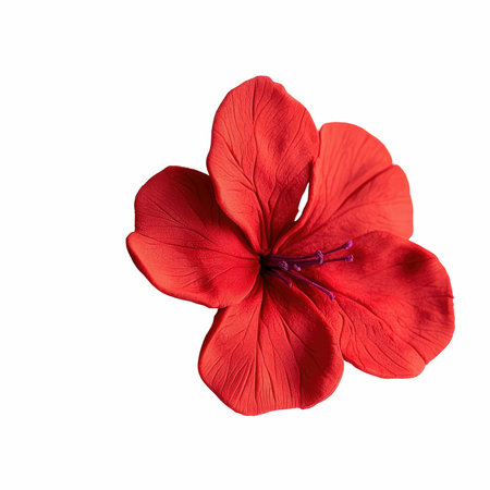 Red flower of geranium isolated on white background with clipping path.の写真素材